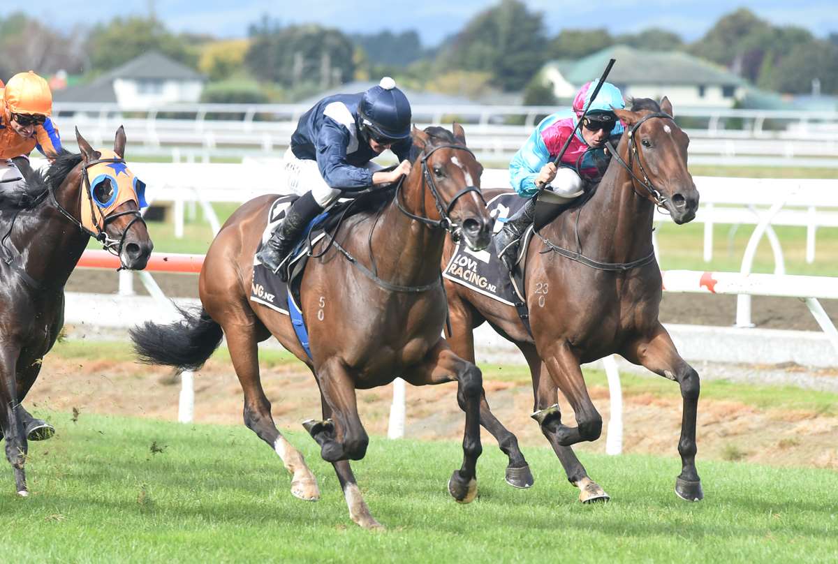 Little Thief hoping to follow in sibling’s footsteps - LOVERACING.NZ